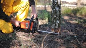 Best Tree Trimming and Pruning  in Durango, CO