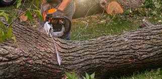Best Pest Control for Lawns  in Durango, CO