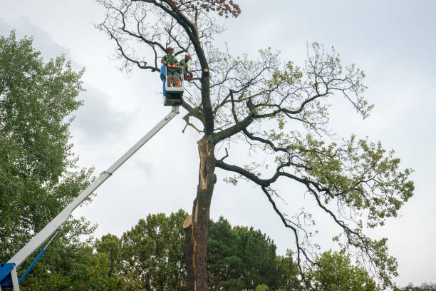 Best Palm Tree Trimming  in Durango, CO