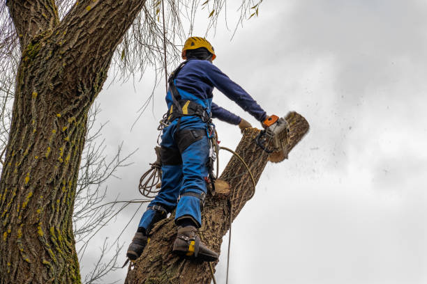 Best Emergency Tree Removal  in Durango, CO