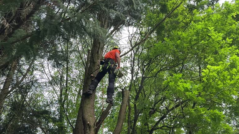  Durango, CO Tree Removal Pros