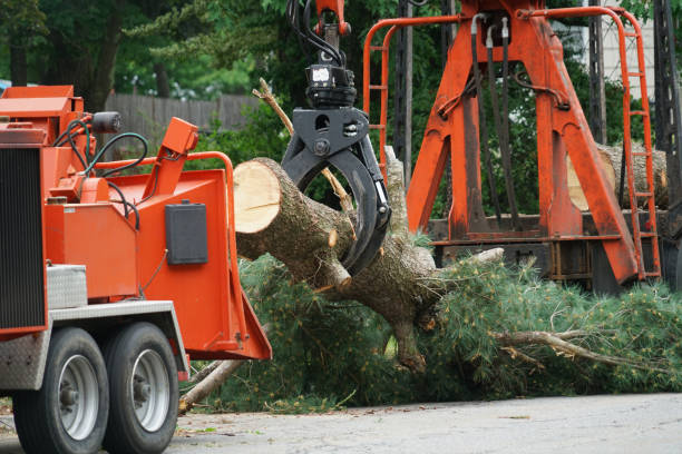 Reliable Durango, CO Tree Removal Solutions