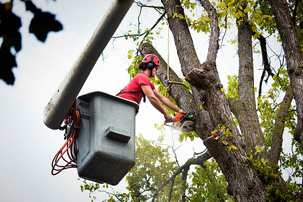 Best Fruit Tree Pruning  in Durango, CO